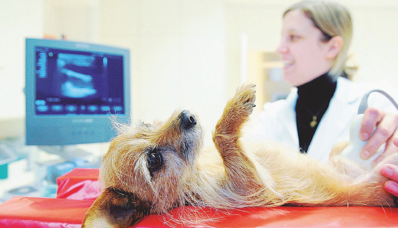 Il folle business delle medicine per animali: prezzi alle stelle Il folle business delle medicine per animali: prezzi alle stelle