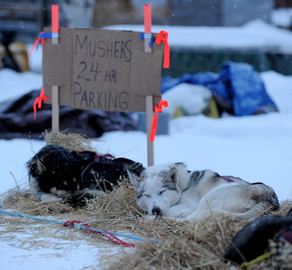 Iditarod Trail Sled Dog Race la celebre corsa con i cani da slitta