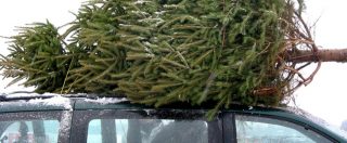 Copertina di Albero di Natale, ecco come trasportarlo in macchina evitando la multa