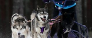 Copertina di Animali maltrattati, nasce sul web la protesta contro la corsa con i cani da slitta in Alaska