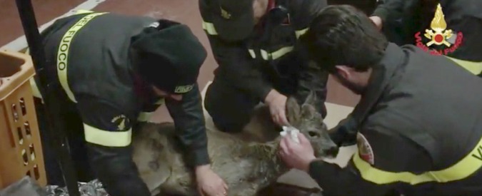 Copertina di Capriolo nelle acque del lago Maggiore, lo salvano i vigili del fuoco
