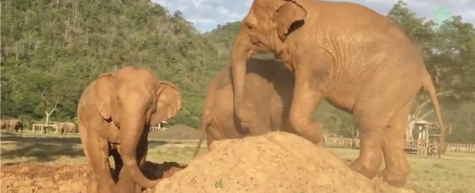 Copertina di L’elefante flatulento non vuole cedere la postazione. Di fronte alle insistenze del rivale reagisce così