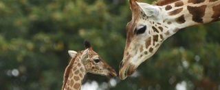 Copertina di Anche le giraffe nella lista rossa delle specie a rischio di estinzione