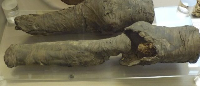 Torino, all’Egizio scoperta la mummia della regina Nefertari. I musei non sono spazi immobili