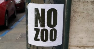 Copertina di Lo zoo danese che cerca animali vivi per nutrire i predatori non è il problema: il problema sono tutti gli zoo