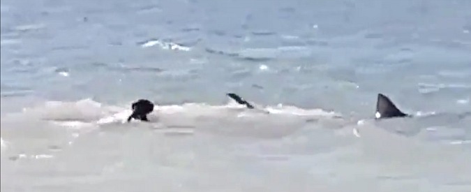 Copertina di Cane-pesce o pescecane? Intrepido quadrupede si tuffa in mare per inseguire lo squalo