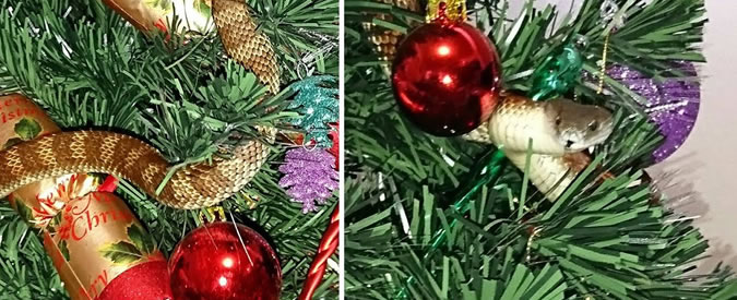 Copertina di L’ospite che non t’aspetti… in mezzo alle palle (dell’albero di Natale)