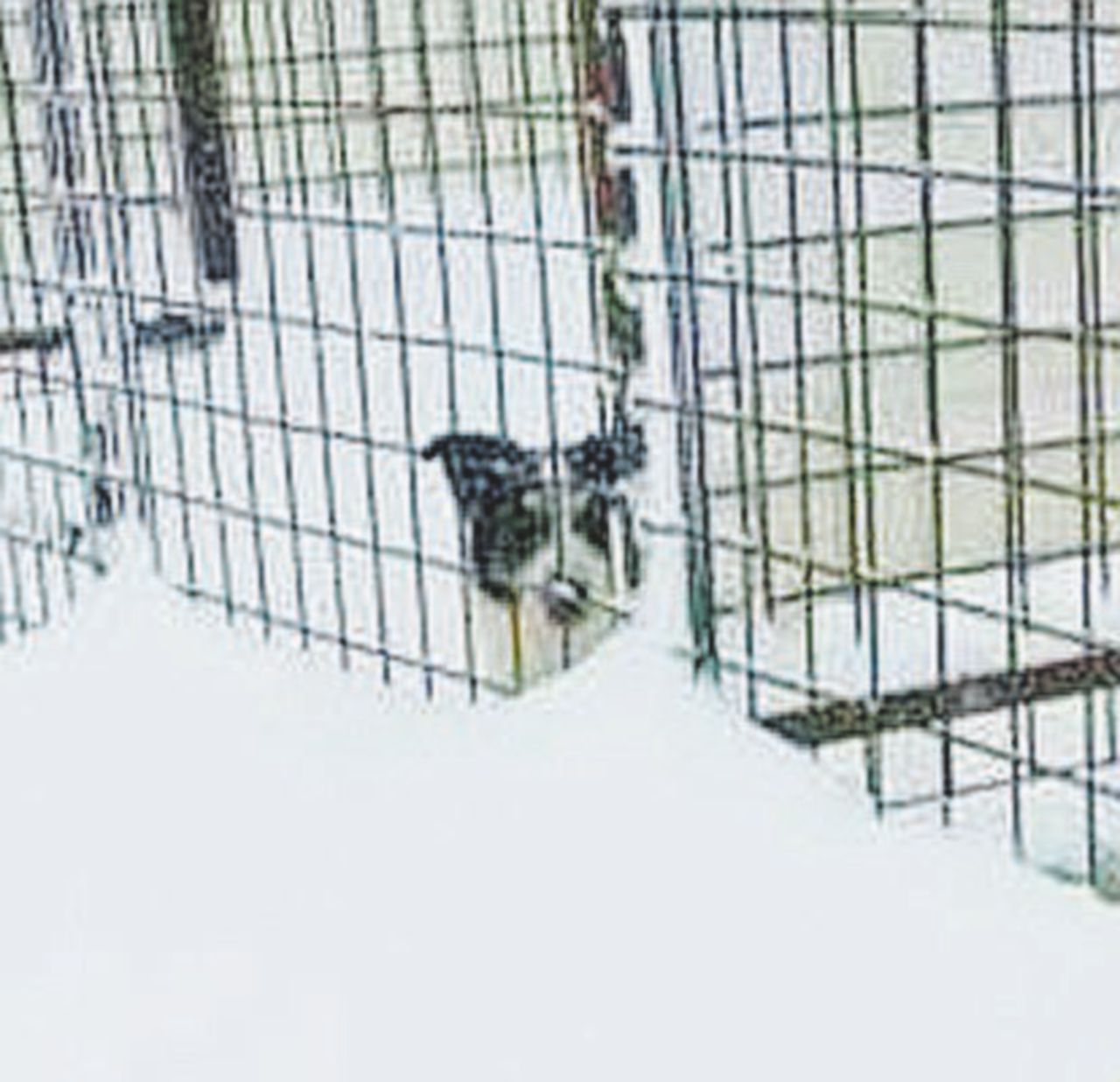 Copertina di Canili, quelle foto dei cuccioli al gelo