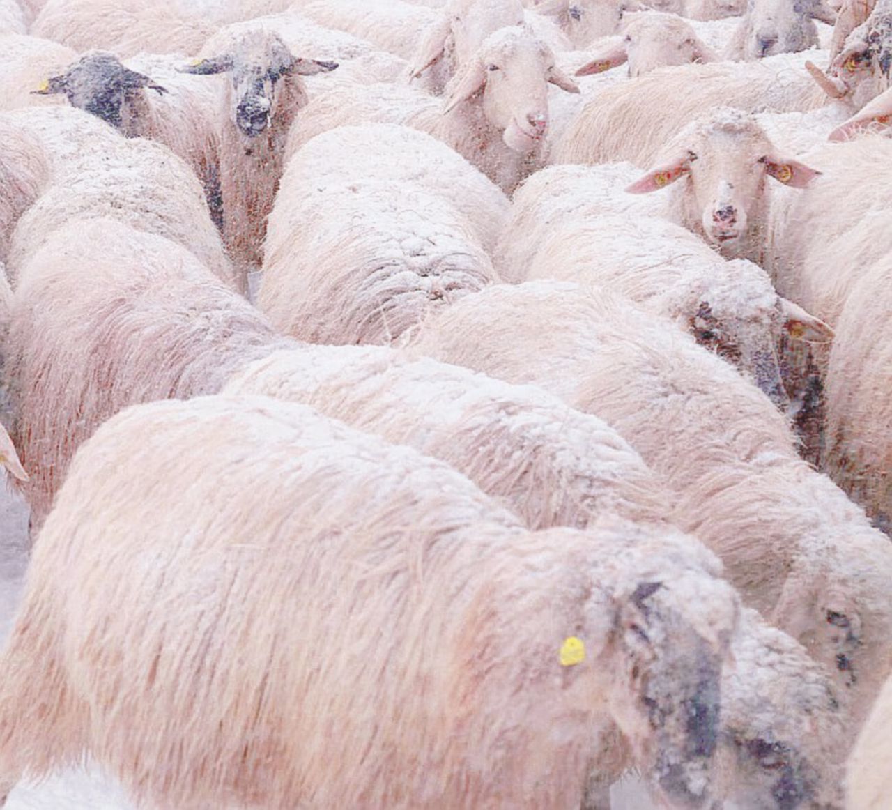 Copertina di L’allevatore laureato che fa il pecorino: “Siamo isolati, così gli animali muoiono”