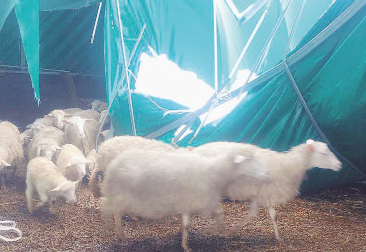 Copertina di “Ma quali aiuti? I soldi li abbiamo messi noi. E ora non ho il latte da dare ai miei figli”