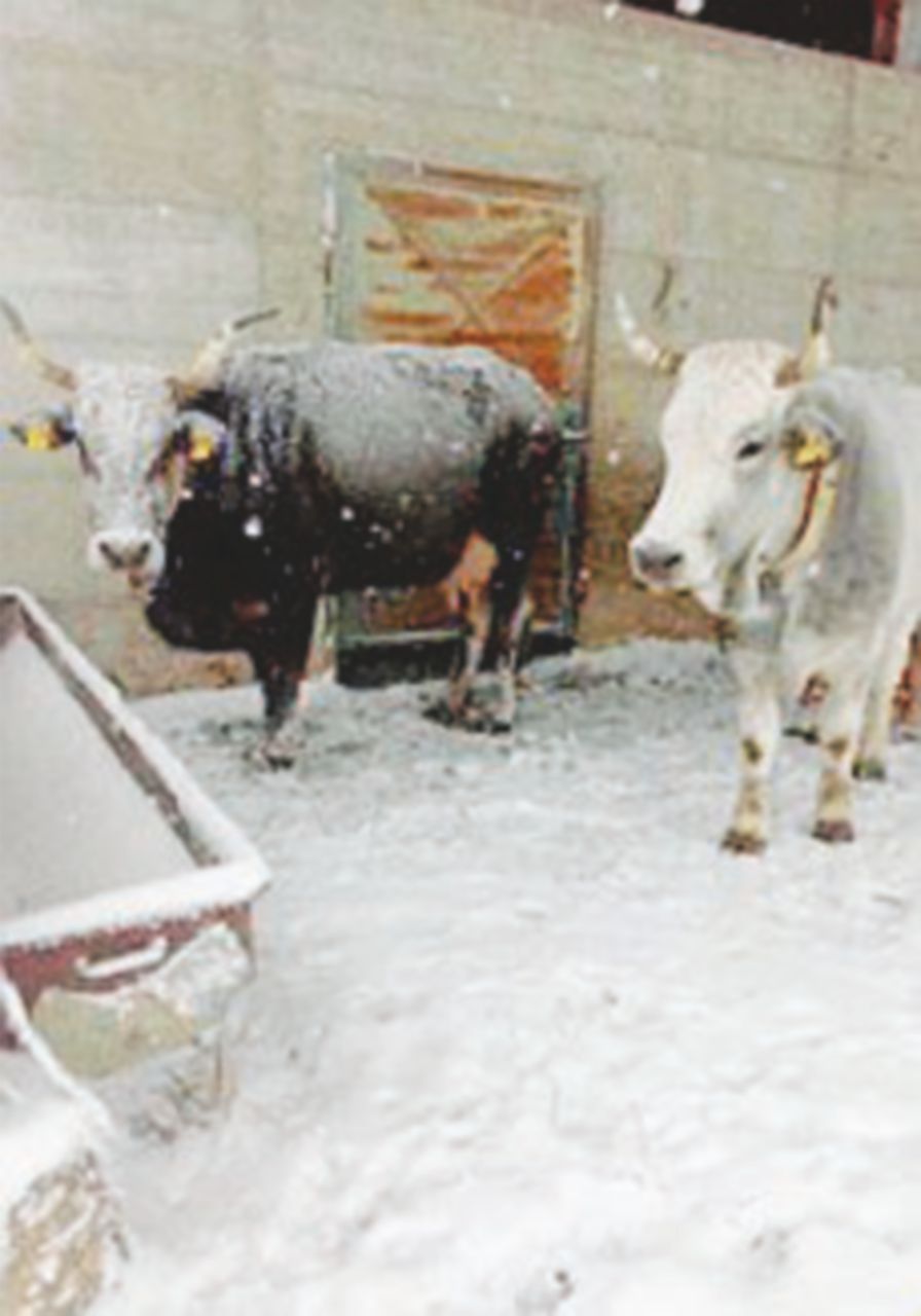 Coldiretti: “Tremila stalle sepolte dalla bufera di ghiaccio”