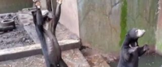 Copertina di Indonesia, orsi scheletrici chiedono cibo ai visitatori: scatta la petizione per far chiudere lo zoo degli orrori