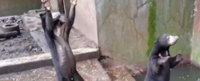 Copertina di Indonesia, orsi scheletrici chiedono cibo ai visitatori: scatta la petizione per far chiudere lo zoo degli orrori