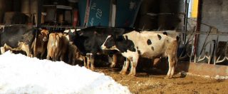 Copertina di Maltempo al Centro-Sud, agricoltura e allevamento in ginocchio: aumentano i prezzi di ortaggi e latte