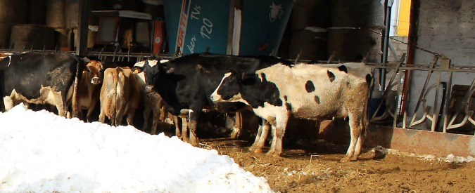 Maltempo al Centro-Sud, agricoltura e allevamento in ginocchio: aumentano i prezzi di ortaggi e latte