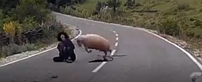Copertina di Pecora a chi? L’animale si ribella e per la pastorella sono guai seri. Un automobilista costretto a intervenire