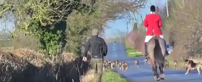 Copertina di Volpe sbranata dai cani, l’epilogo cruento della battuta di caccia (illegale). Video choc dall’Inghilterra