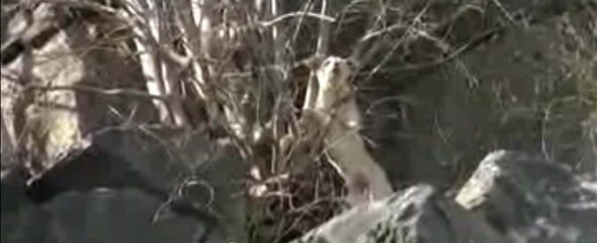 Copertina di Altro che gattino sull’albero. Il salvataggio di questo cane ha coinvolto un Drago, quello dei vigili del fuoco