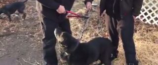 Copertina di New York, legato per 15 anni a una catena: l’emozione del cane Bear quando viene liberato