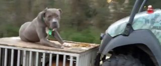 Copertina di Vi sembra il modo di trasportare il cane in autostrada? Video-denuncia fa il giro della rete: “Mi ha spezzato il cuore”