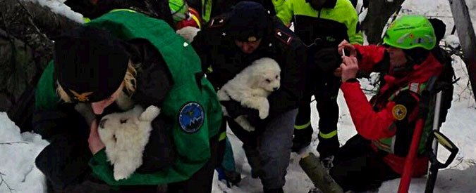 Copertina di Hotel Rigopiano, trovati vivi i tre cuccioli figli di Nuvola e Lupo. “Stanno bene” – (FOTO e VIDEO)