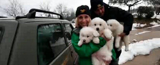 Copertina di I tre cuccioli salvati dalle macerie dell’hotel Rigopiano. La Forestale: “Un piccolo miracolo”