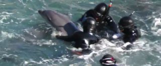 Copertina di In Giappone si ripete il massacro dei delfini. La straziante difesa della madre contro il rapimento del suo cucciolo