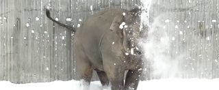 Copertina di Neve, che passione. Zoo imbiancato per la gioia dei cuccioli: l’elefantino si scatena