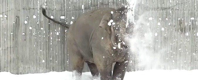 Copertina di Neve, che passione. Zoo imbiancato per la gioia dei cuccioli: l’elefantino si scatena