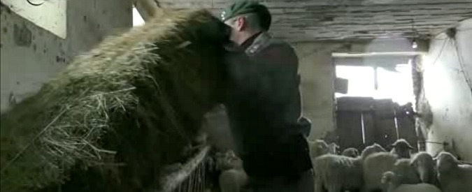 Copertina di Neve, Forestali negli allevamenti isolati. Salvate pecore rimaste senza cibo e acqua