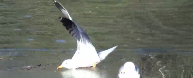 Copertina di Freddo a Roma, lo scivolone del gabbiano che passeggia nel lago ghiacciato del Bioparco