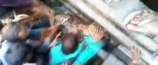 Copertina di India, caccia al leopardo per le strade di Raiganji: in 30 provano a catturarlo