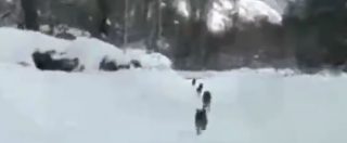 Copertina di Ussita, non solo neve: arrivano anche i lupi. Immagini girate dal sindaco del paese colpito dal terremoto