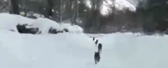 Copertina di Ussita, non solo neve: arrivano anche i lupi. Immagini girate dal sindaco del paese colpito dal terremoto