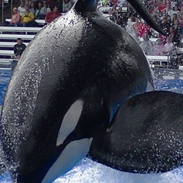 Tilikum, muore l’orca più famosa del mondo. Come si può tenere un animale così in cattività?
