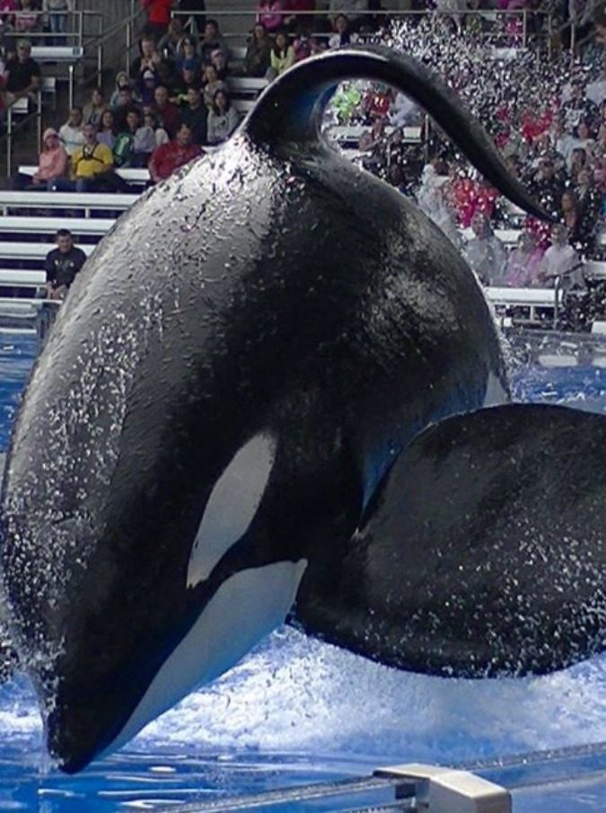 Tilikum, muore lorca più famosa del mondo. come si può tenere un ...