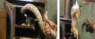 Copertina di Il serpente viene pizzicato nella canna fumaria con il suo pranzo: un opossum