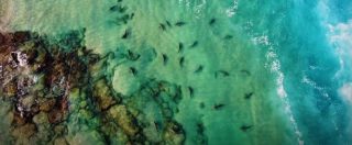 Copertina di Squali nel Mediterraneo, straordinarie riprese col drone: 150 esemplari filmati a nord di Israele