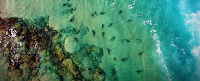 Copertina di Squali nel Mediterraneo, straordinarie riprese col drone: 150 esemplari filmati a nord di Israele