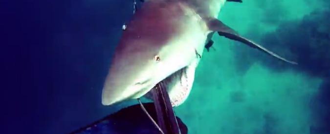 Copertina di Australia, l’attacco dello squalo al sub che riprende la scena da brividi