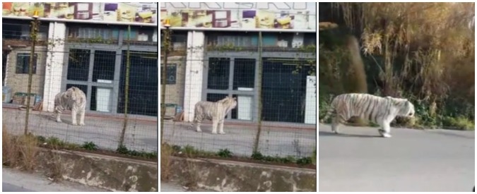 Copertina di Palermo, tigre bianca fugge dal circo e se ne va a spasso per Monreale