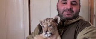 Copertina di Mamma tigre, papà leone: nello zoo russo nasce il cucciolo di tigrone