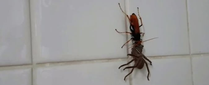 Copertina di Australia, duello all’ultimo sangue tra una vespa e un ragno in cucina