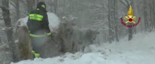 Copertina di Maltempo, i vigili del fuoco portano cibo agli animali isolati dalla neve