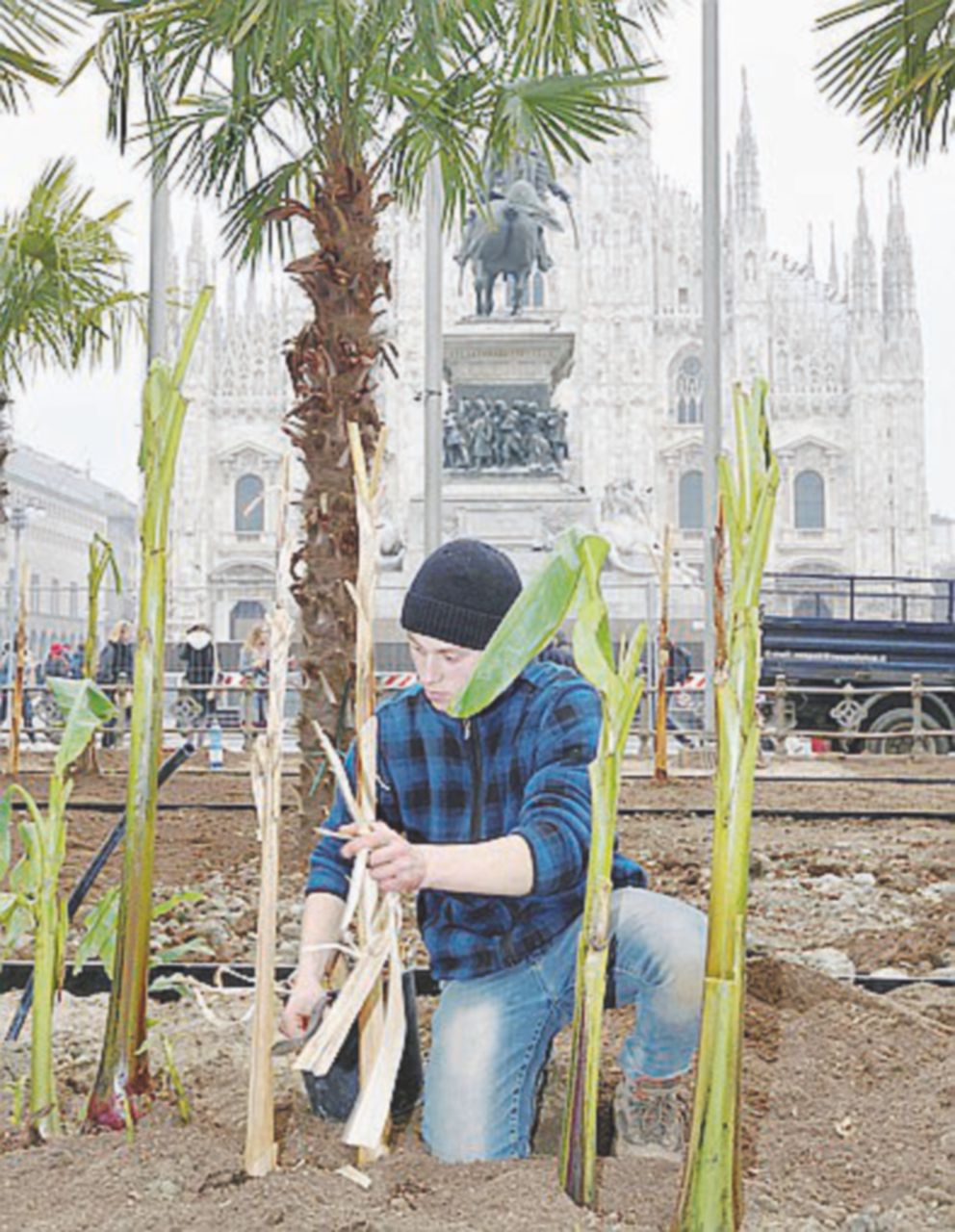 Copertina di Quel bananeto ha una ragione: l’instupidimento