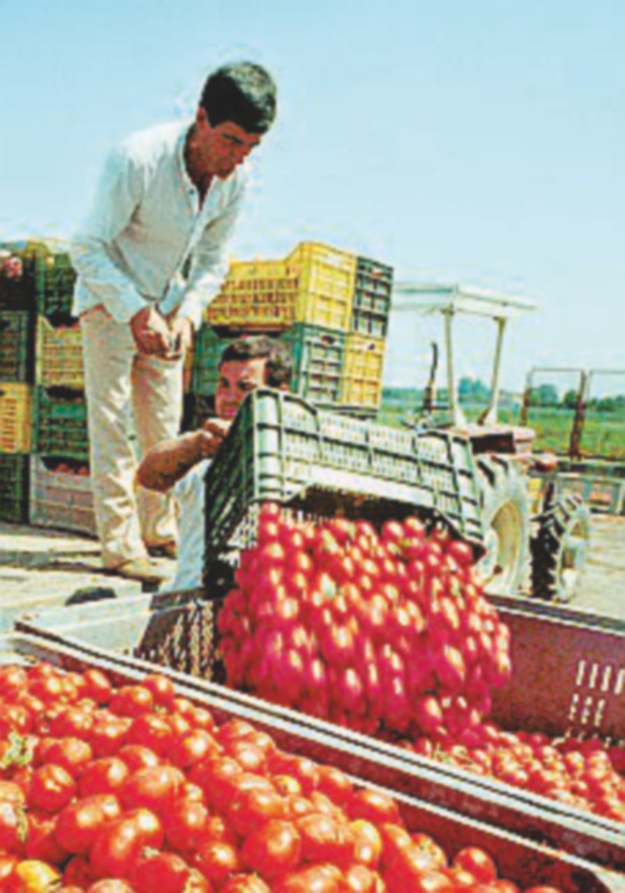 La Cgil: due braccianti abbandonati in strada e picchiati dai caporali