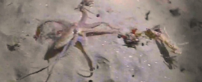 Copertina di Il polpo cerca di acciuffare il granchio. Il duello ha un finale che sorprende tutti