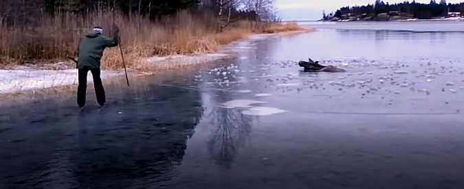 Copertina di Alce rimane intrappolata nel lago ghiacciato. Il salvataggio è in extremis