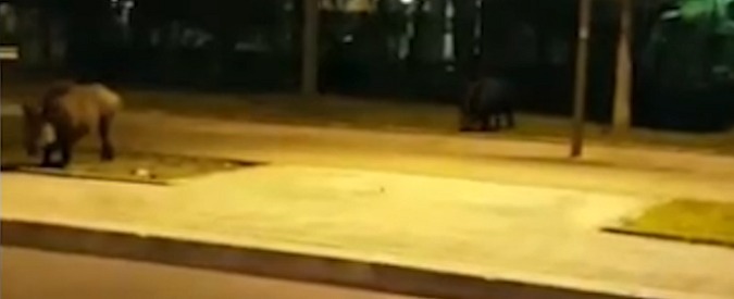 Copertina di Bari, cinghiali in giro per la città. La denuncia dei residenti: “Mancano le recinzioni”