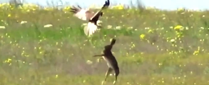 Copertina di La lotta per la vita del coniglio: il falco vuole mangiarselo ma lui resiste. La battaglia è epica